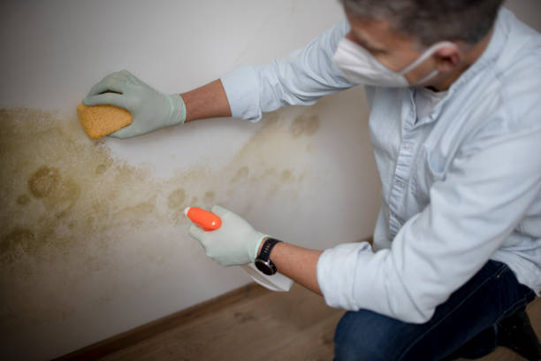 Mold Remediation for Rental Properties